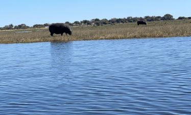hippos in the river
