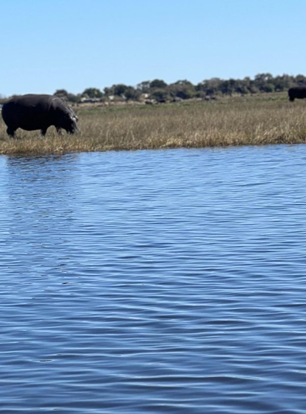 hippos in the river