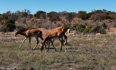 wildlife with travel gen