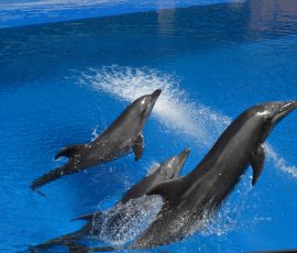 dolphin show in durban with travel gen
